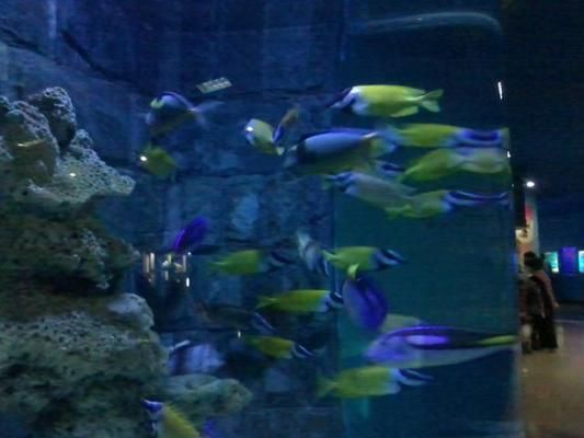 烏魯木齊龍魚vs烏魯木齊水族批發(fā)市場vs烏魯木齊水族館vs烏魯木齊魚缸批發(fā)市場vs祥龍魚場：烏魯木齊水族批發(fā)市場 祥龍魚場各市分站 第4張