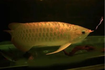 龍魚病了多久可以喂飼料了：龍魚病后多久可以喂飼料 龍魚百科 第2張