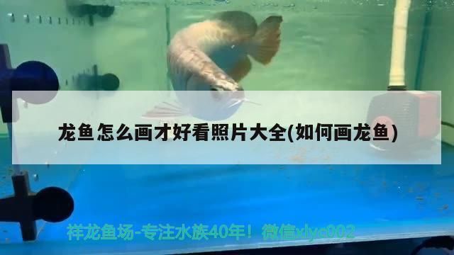 龍魚怎么畫？：龍魚的繪畫技巧 龍魚百科 第1張