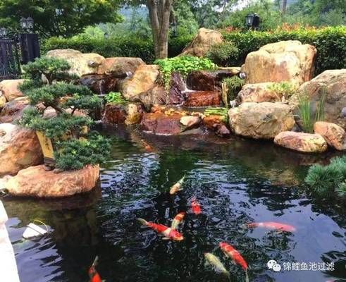 龍魚(yú)掉鱗片怎么回事：為什么龍魚(yú)會(huì)突然掉鱗片？ 水族問(wèn)答 第2張