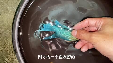 雷龍魚日常護(hù)理要點(diǎn)：如何判斷雷龍魚健康狀況 龍魚百科 第4張