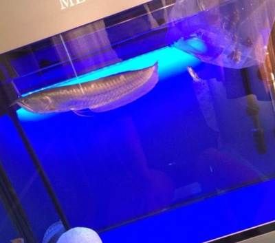 寧波龍魚vs寧波水族批發(fā)市場vs寧波水族館vs寧波魚缸批發(fā)市場vs祥龍魚場：寧波地區(qū)龍魚市場的競爭狀況和發(fā)展趨勢 祥龍魚場各市分站 第1張