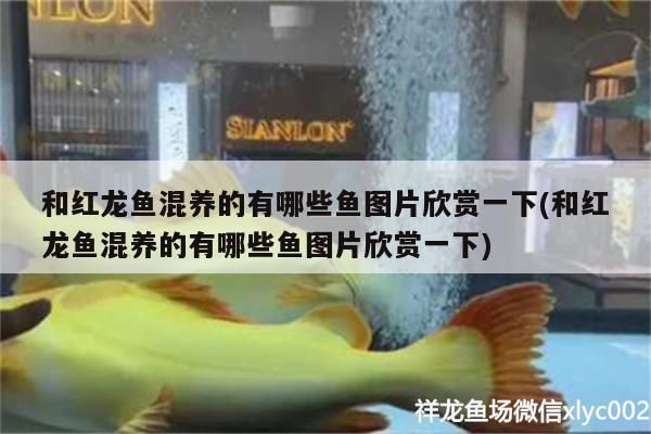 承德龍魚vs承德水族批發(fā)市場vs承德水族館vs承德魚缸批發(fā)市場vs祥龍魚場：承德魚缸批發(fā)市場 祥龍魚場各市分站 第3張