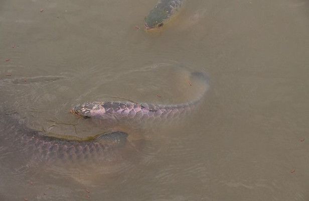 龍魚一開燈就打架：龍魚在開燈時出現(xiàn)打架的可能原因 龍魚百科 第3張