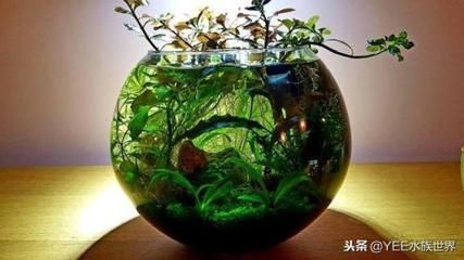 龍魚皮膚有破損怎么回事vs祥龍魚場：祥龍魚場龍魚皮膚破損的原因 vs祥龍魚場 第3張