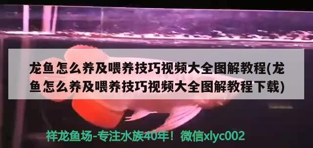 龍魚喂凍蝦有什么注意事項vs祥龍魚場：祥龍魚場龍魚飼養(yǎng)技術(shù) vs祥龍魚場 第5張