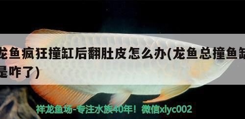 龍魚水溫過(guò)高導(dǎo)致龍魚翻身怎么搶救vs祥龍魚場(chǎng)：龍魚水溫過(guò)高導(dǎo)致龍魚翻身自救方法祥龍魚場(chǎng)龍魚品種介紹 vs祥龍魚場(chǎng) 第1張