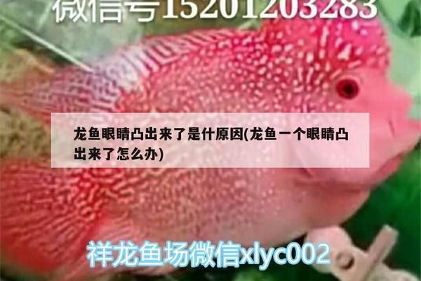 龍魚眼睛凸出來了是什原因：龍魚凸眼病的早期癥狀 龍魚百科 第2張