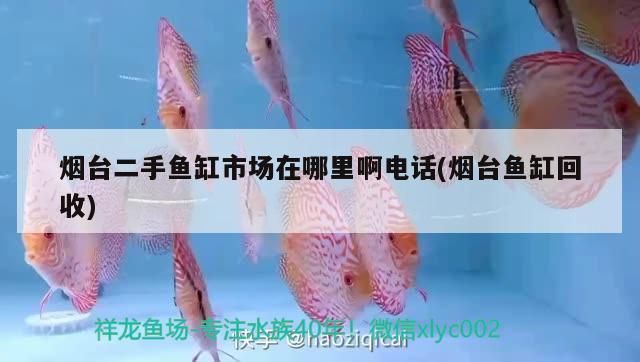 煙臺龍魚vs煙臺水族批發(fā)市場vs煙臺水族館vs煙臺魚缸批發(fā)市場vs祥龍魚場：煙臺水族批發(fā)市場 祥龍魚場各市分站 第3張