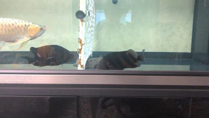 赤峰龍魚vs赤峰水族批發(fā)市場(chǎng)vs赤峰水族館vs赤峰魚缸批發(fā)市場(chǎng)vs祥龍魚場(chǎng)：赤峰地區(qū)龍魚市場(chǎng)的競(jìng)爭(zhēng) 祥龍魚場(chǎng)各市分站 第2張