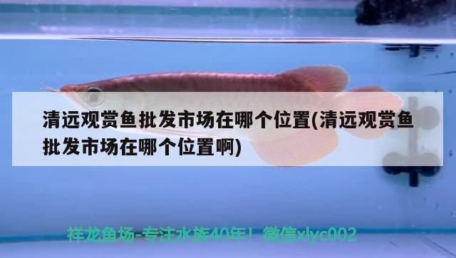 清遠(yuǎn)龍魚vs清遠(yuǎn)水族批發(fā)市場vs清遠(yuǎn)水族館vs清遠(yuǎn)魚缸批發(fā)市場vs祥龍魚場：清遠(yuǎn)龍魚、水族批發(fā)市場、祥龍魚場 祥龍魚場各市分站 第4張