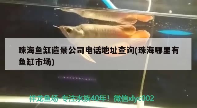 阿拉善盟龍魚vs阿拉善盟水族批發(fā)市場vs阿拉善盟水族館vs阿拉善盟魚缸批發(fā)市場vs祥龍魚場：阿拉善盟水族市場最新動態(tài) 祥龍魚場各市分站 第5張