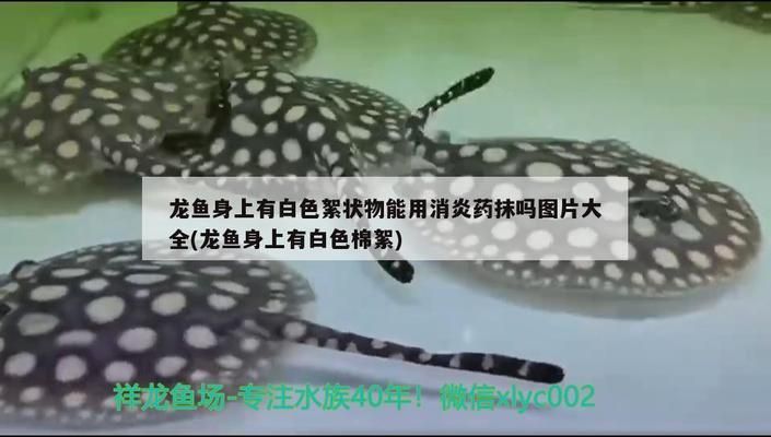 龍魚(yú)身上有白色絮狀物用什么藥vs祥龍魚(yú)場(chǎng)：龍魚(yú)白絮物病因分析祥龍魚(yú)場(chǎng)治療方案 vs祥龍魚(yú)場(chǎng) 第1張