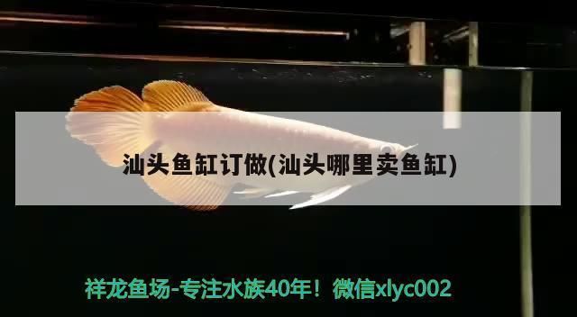 汕頭龍魚vs汕頭水族批發(fā)市場(chǎng)vs汕頭水族館vs汕頭魚缸批發(fā)市場(chǎng)vs祥龍魚場(chǎng)：汕頭魚缸批發(fā)市場(chǎng) 祥龍魚場(chǎng)各市分站 第5張