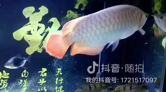 龍魚尾巴上長白點怎么治療？vs祥龍魚場：龍魚尾巴上長白點怎么辦 vs祥龍魚場 第3張