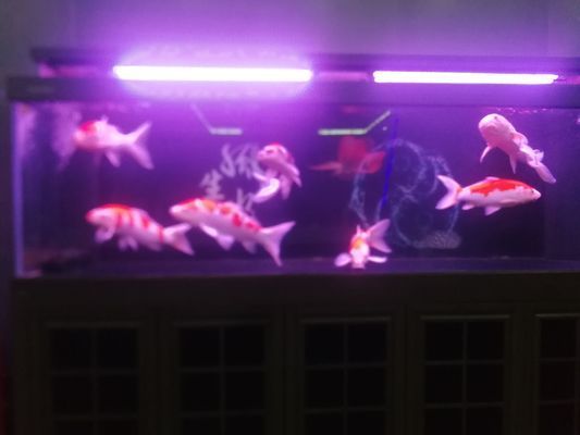 武威龍魚(yú)vs武威水族批發(fā)市場(chǎng)vs武威水族館vs武威魚(yú)缸批發(fā)市場(chǎng)vs祥龍魚(yú)場(chǎng)：關(guān)于武威水族批發(fā)市場(chǎng) 祥龍魚(yú)場(chǎng)各市分站 第4張