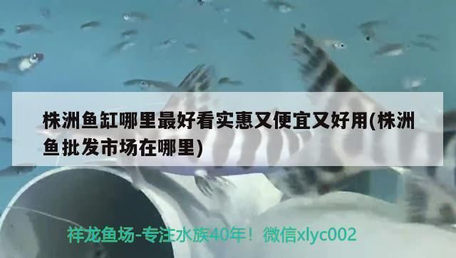 株洲龍魚(yú)vs株洲水族批發(fā)市場(chǎng)vs株洲水族館vs株洲魚(yú)缸批發(fā)市場(chǎng)vs祥龍魚(yú)場(chǎng)：株洲龍魚(yú)、株洲水族批發(fā)市場(chǎng)、株洲魚(yú)缸批發(fā)市場(chǎng)信息 祥龍魚(yú)場(chǎng)各市分站 第5張