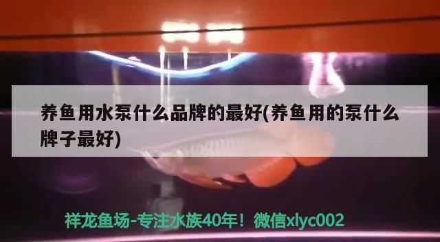 龍魚水泵什么牌子好vs祥龍魚場：龍魚水泵品牌對比評測