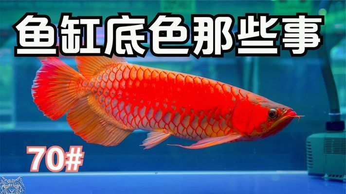 龍魚(yú)缸用什么顏色的背景墻好看：養(yǎng)龍魚(yú)缸背景墻選擇對(duì)于營(yíng)造整體的裝飾效果至關(guān)重要 龍魚(yú)百科 第4張