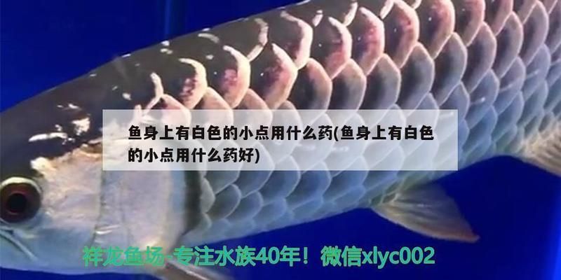 龍魚起白點(diǎn)用什么藥好vs祥龍魚場：如何治療龍魚白點(diǎn)病 vs祥龍魚場 第9張