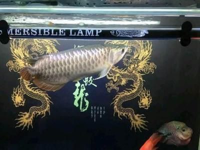 龍魚可以賣嗎：龍魚養(yǎng)殖入門知識，龍魚市場價格波動原因 龍魚百科 第3張