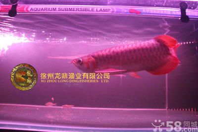 龍魚可以賣嗎：龍魚養(yǎng)殖入門知識，龍魚市場價格波動原因 龍魚百科 第1張