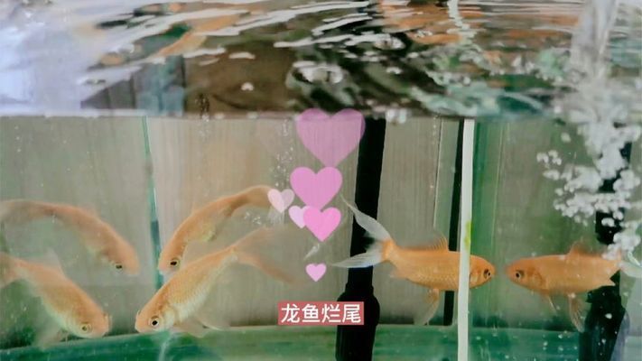 龍魚尾巴有點爛加鹽加多少vs祥龍魚場：龍魚尾巴爛掉怎么辦 vs祥龍魚場 第4張