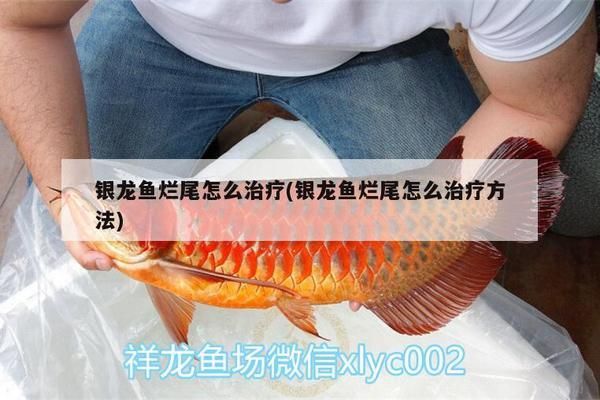 龍魚爛尾怎么辦啊vs祥龍魚場(chǎng)：龍魚爛尾病因分析