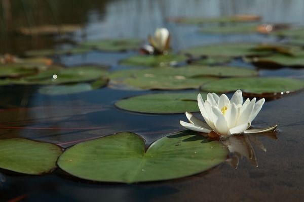 紅魔王銀版魚養(yǎng)殖技術(shù)：紅魔王銀版魚養(yǎng)殖技術(shù)要點 龍魚百科 第4張