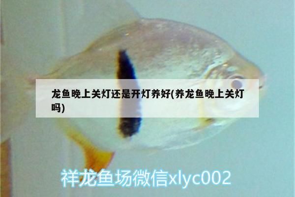 養(yǎng)龍魚晚上關(guān)燈嗎：養(yǎng)龍魚晚上是否需要關(guān)燈 龍魚百科 第5張