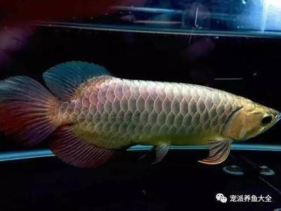 龍魚掉眼怎樣治療最好的方法：龍魚掉眼怎么辦 水族問答 第1張