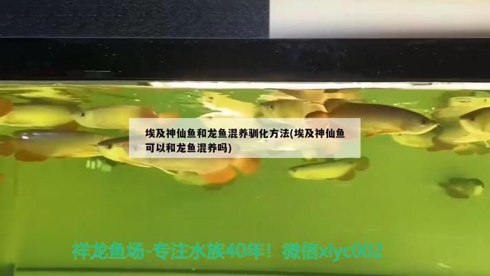 龍魚和埃及神仙混養(yǎng)可以嗎：龍魚和埃及神仙魚可以混養(yǎng)嗎 龍魚百科 第5張