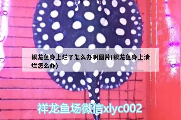 龍魚皮膚潰爛怎么回事vs祥龍魚場：祥龍魚場的評價如何