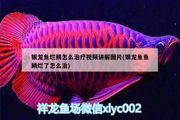 龍魚爛鱗是什么原因引起的vs祥龍魚場：龍魚爛鱗與水質(zhì)關(guān)系祥龍魚場的龍魚爛鱗的治療方法