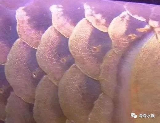 龍魚鱗片邊緣翹起缺損vs祥龍魚場：龍魚鱗片邊緣翹起缺損與祥龍魚場的關(guān)系