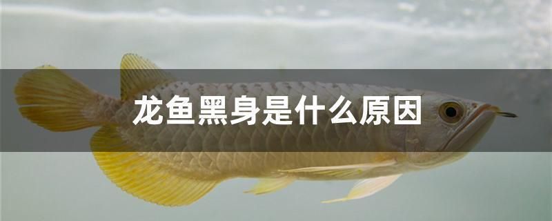 龍魚體色發(fā)黑怎么回事：龍魚體色發(fā)黑可能由多種因素引起，可能由多種因素引起 龍魚百科 第2張