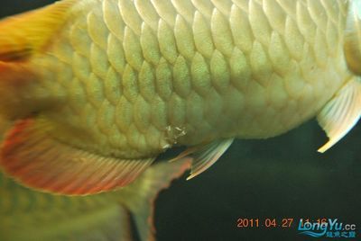 龍魚(yú)爛鱗怎么辦啊：如何處理龍魚(yú)爛鱗 龍魚(yú)百科 第5張