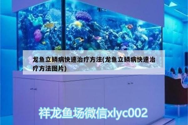 龍魚立鱗用土霉素多久痊愈vs祥龍魚場：祥龍魚場的龍魚品種介紹