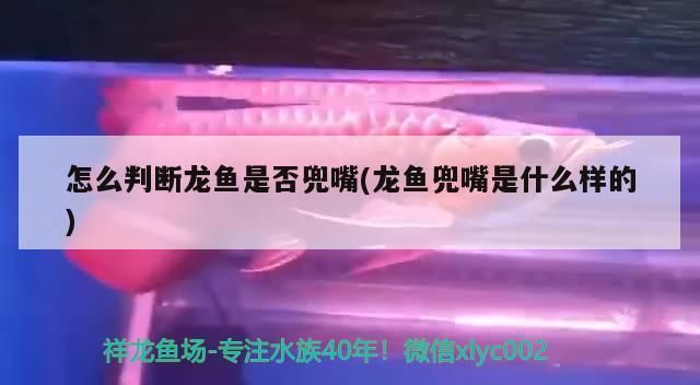 龍魚兜嘴是什么樣的：龍魚兜嘴的早期癥狀 龍魚百科 第4張