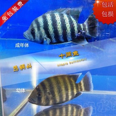 龍魚和虎魚混養(yǎng)尺寸圖：龍魚與虎魚混養(yǎng)的尺寸圖詳情