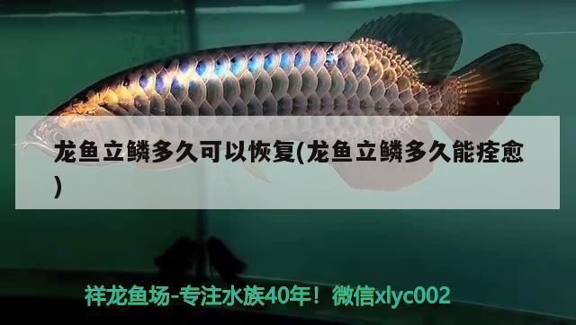 龍魚立鱗充血怎么辦vs祥龍魚場：如何預防龍魚立鱗充血 vs祥龍魚場 第5張