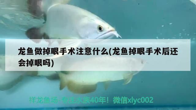 龍魚手術(shù)后注意什么vs祥龍魚場(chǎng)：祥龍魚場(chǎng)龍魚術(shù)后護(hù)理 vs祥龍魚場(chǎng) 第2張