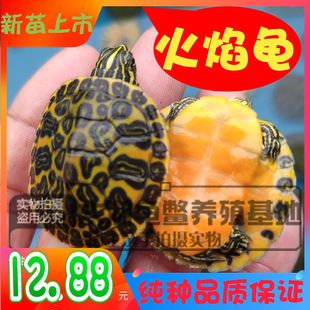 龍魚幼苗掛蛋苗：如何提高龍魚幼苗掛蛋苗的生物學(xué)原理 龍魚百科 第1張