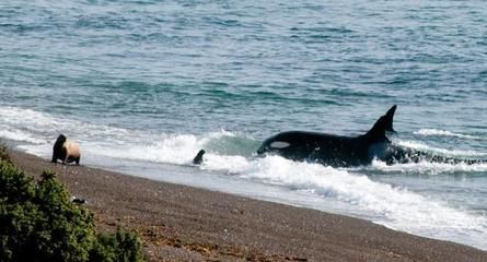 龍魚兜掉什么意思：“龍魚兜掉”是什么意思？ 水族問答