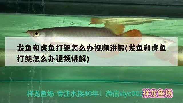 龍魚欺負虎魚怎么辦vs祥龍魚場：龍魚攻擊虎魚的原因及種類 vs祥龍魚場 第1張