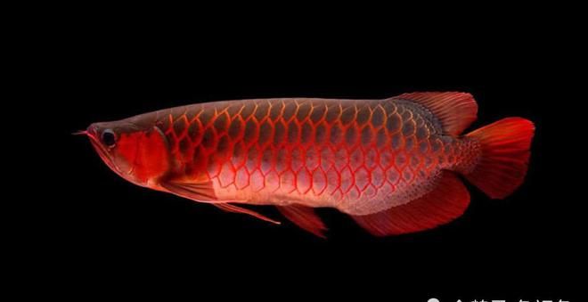 20厘米的紅龍魚年齡：20厘米的紅龍魚年齡是多大？ 龍魚百科 第4張