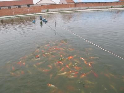 野彩魚(yú)繁殖期飼料品牌推薦：野彩魚(yú)繁殖期營(yíng)養(yǎng)需求分析 龍魚(yú)百科 第6張