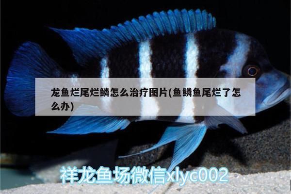 龍魚爛鱗怎么治vs祥龍魚場：龍魚爛鱗怎么治療 vs祥龍魚場 第8張