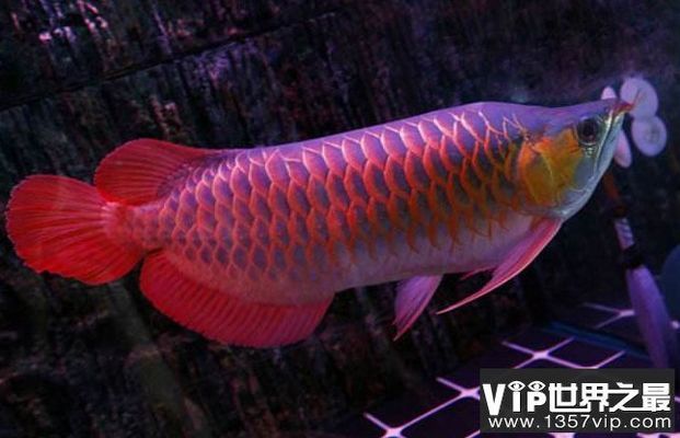 龍魚摔了怎么處理方法vs祥龍魚場：如何處理摔傷的龍魚 vs祥龍魚場 第5張