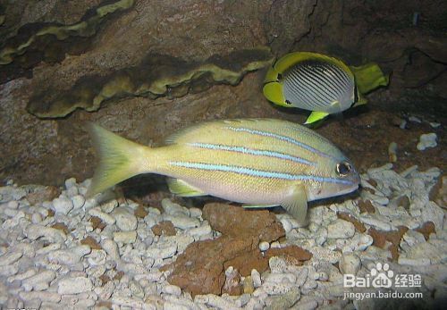 龍魚(yú)一直浮在上面不游：龍魚(yú)浮在水面不游可能由多種原因引起，解決方法及解決方法